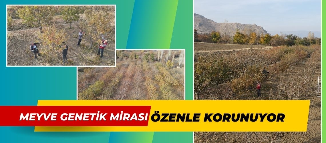 Meyve genetik mirası özenle korunuyor