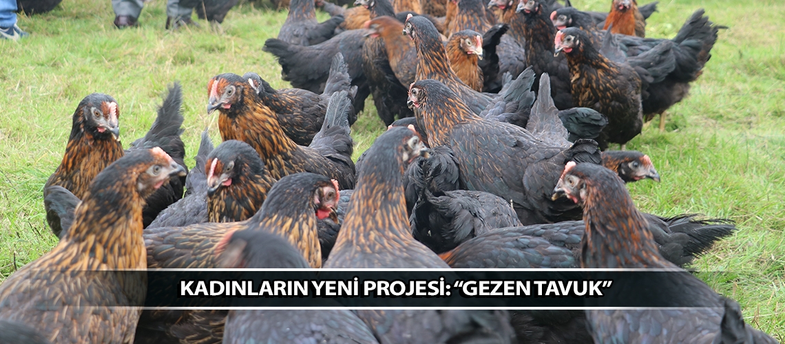 Kadınların yeni projesi: “Gezen Tavuk”