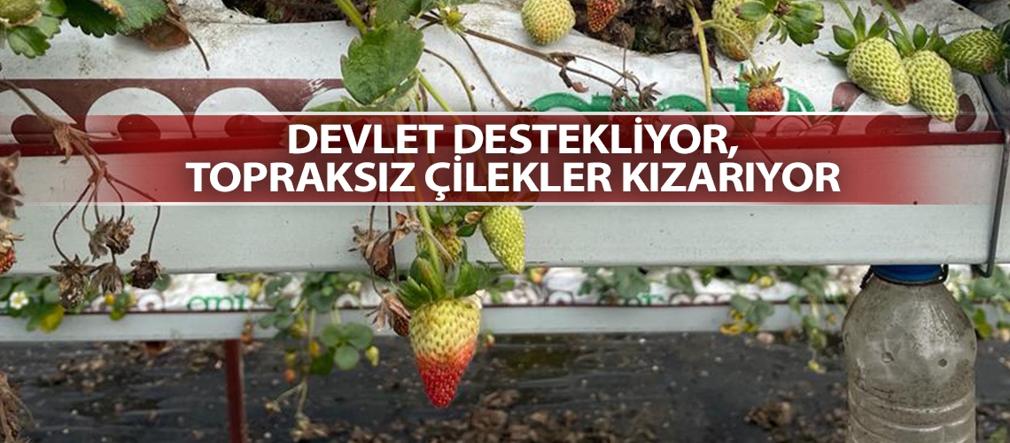 Devlet destekliyor, topraksız çilekler kızarıyor