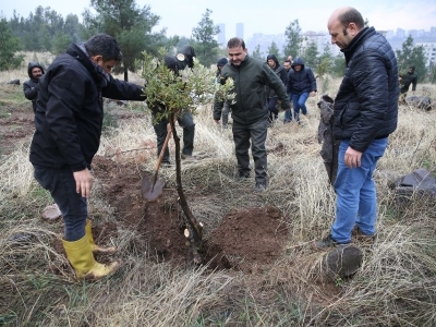 Göbeklitepe'deki zeytin ağaçları yeni yerine taşınıyor