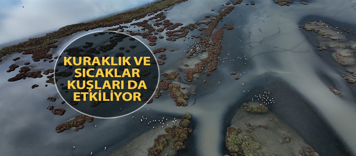 Kuraklık ve sıcaklar kuşları da etkiliyor