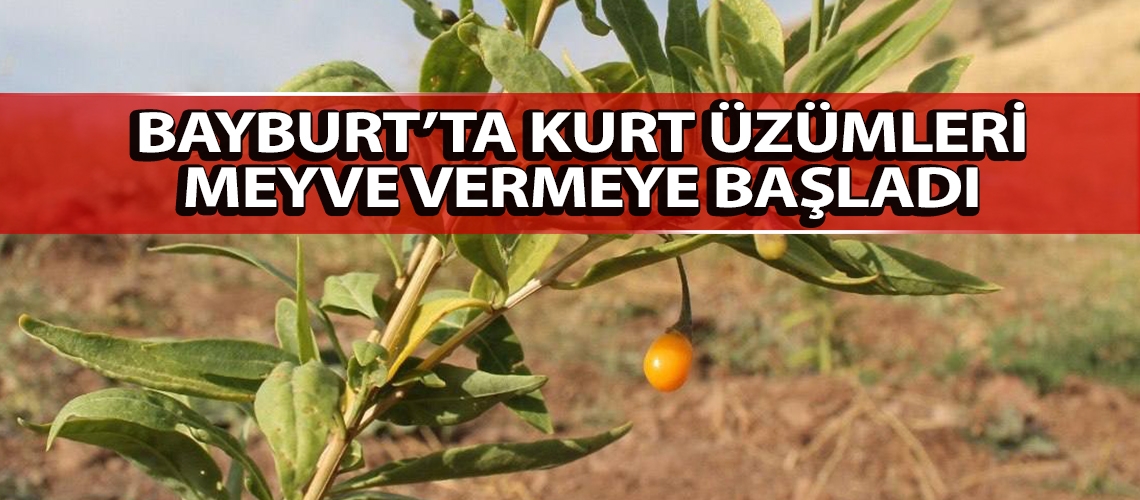 Bayburt’ta kurt üzümleri meyve vermeye başladı