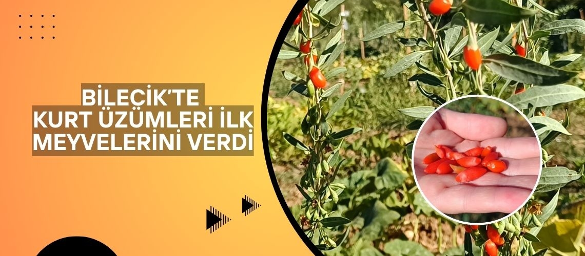 Bilecik’te kurt üzümleri ilk meyvelerini verdi