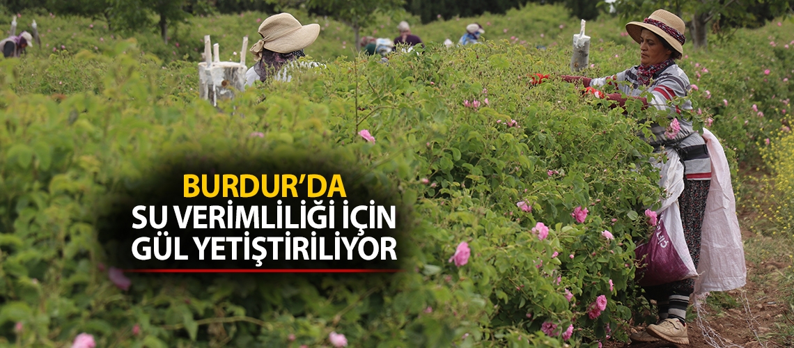 Burdur’da su verimliliği için gül yetiştiriliyor