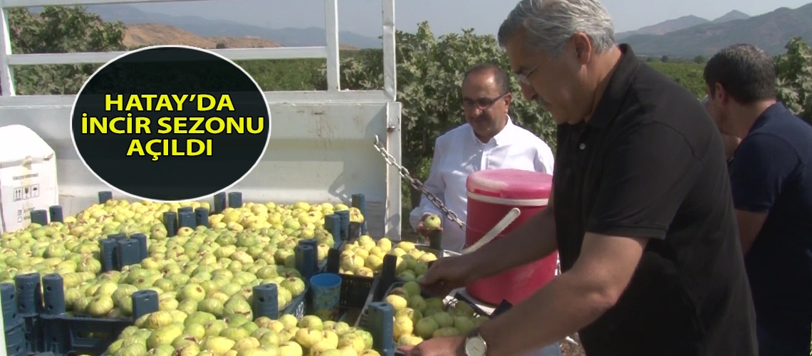 Hatay’da incir sezonu açıldı