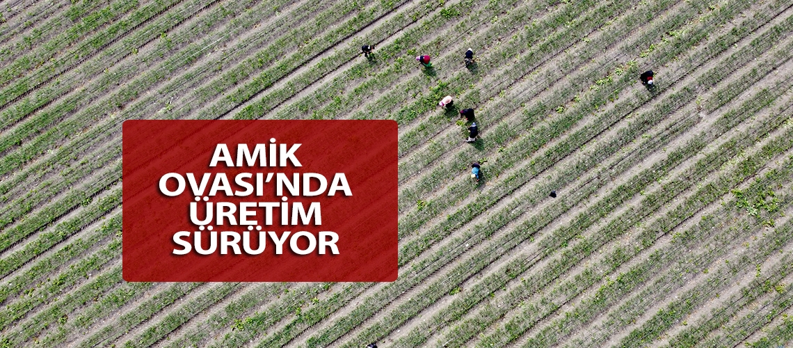 Amik Ovası’nda üretim sürüyor