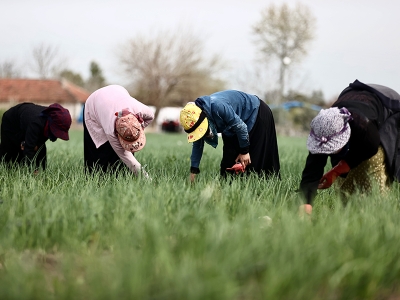 Amik Ovası’nda üretim sürüyor