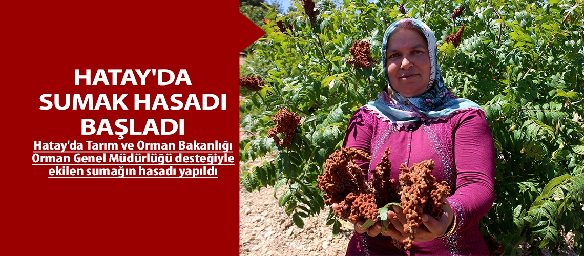 Hatay'da sumak hasadı başladı