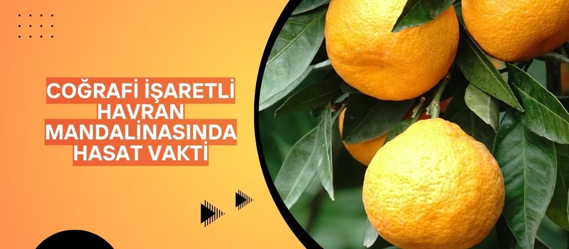 Coğrafi işaretli Havran mandalinasında hasat vakti