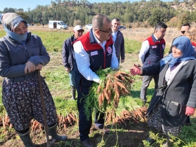 Lezzetiyle meşhur Çakır havucunda hasat başladı