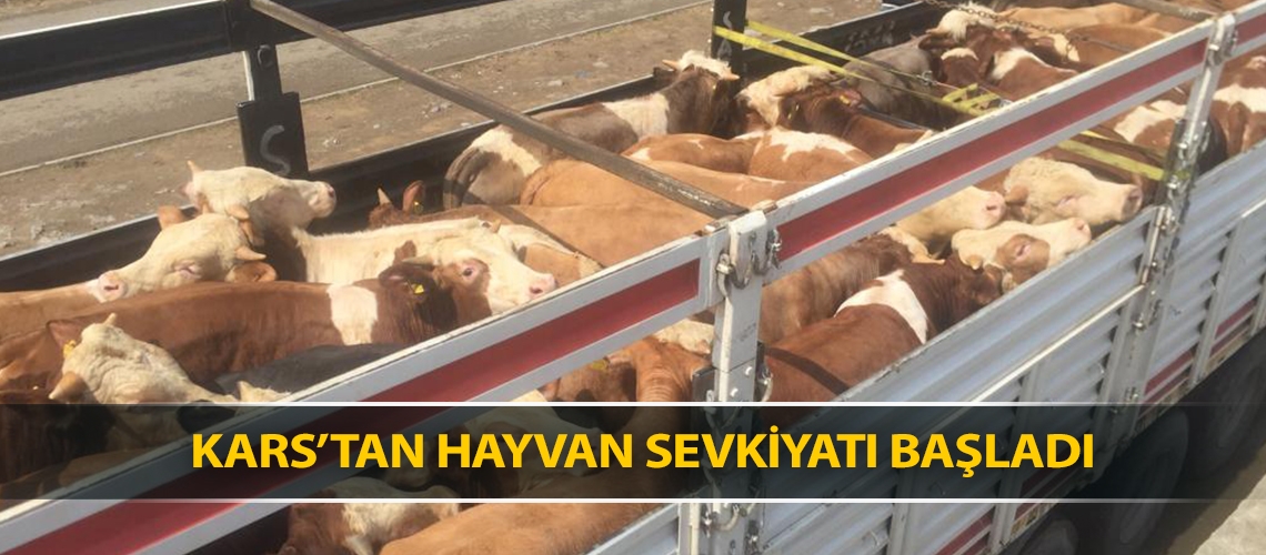 Kars’tan hayvan sevkiyatı başladı