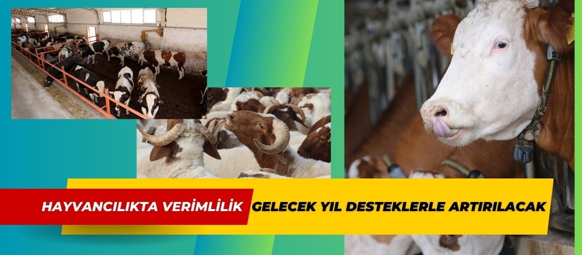 Hayvancılıkta verimlilik gelecek yıl desteklerle artırılacak