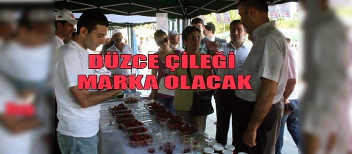 Düzce Çileğine ilgi artıyor!