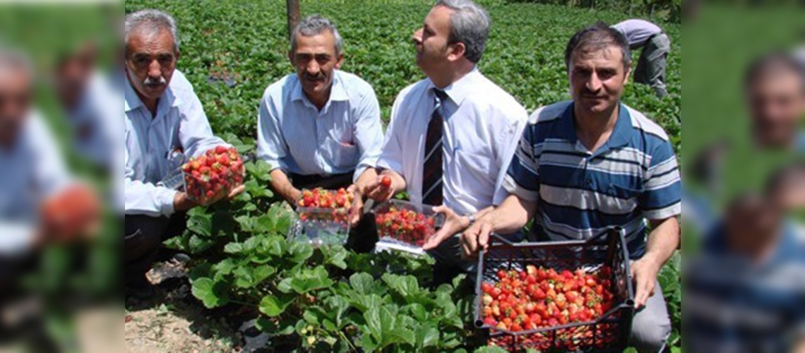 Gümüşhanede çilek üretimi başladı