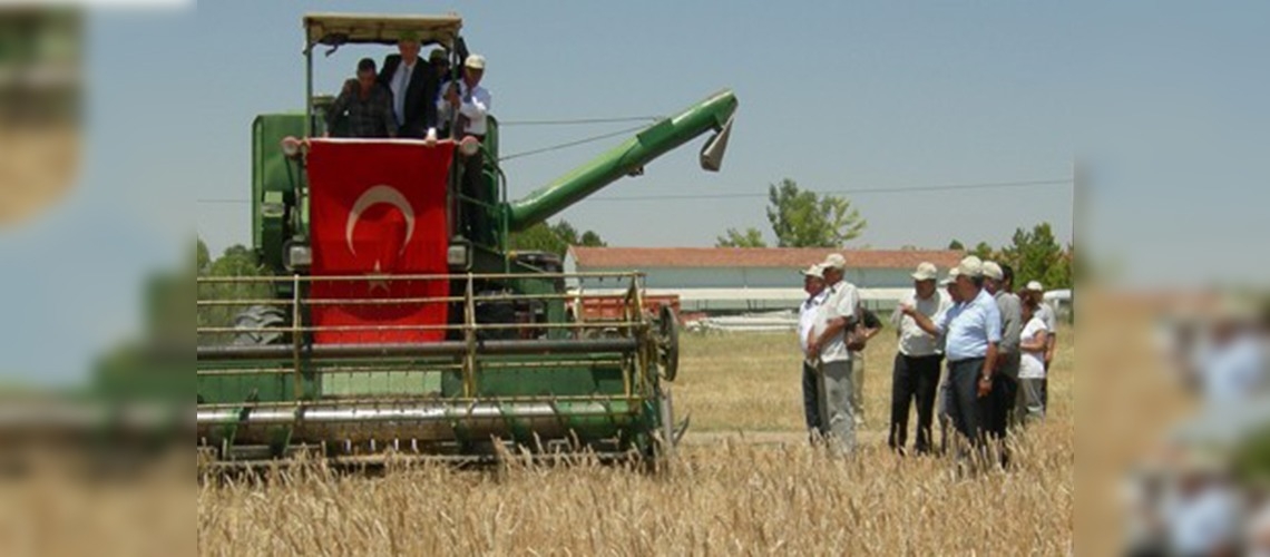 Haymanada Hasat Bayramı coşkusu