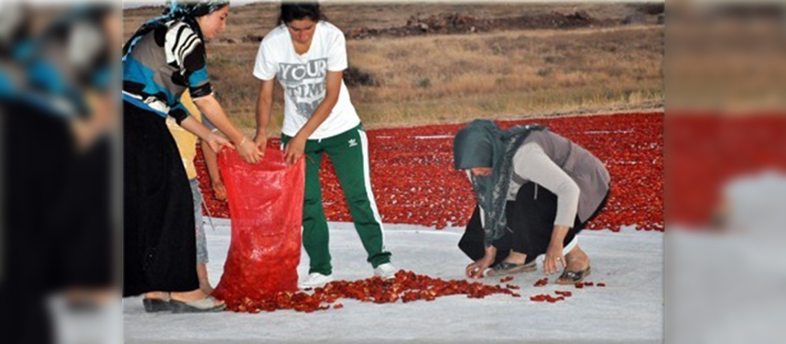 Urfanın yeni gelir kaynağı kurutulmuş domates 