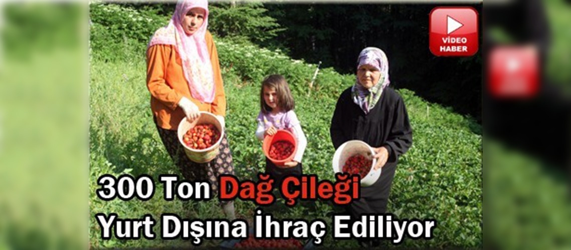 Dağ çileğine ilgi büyük!