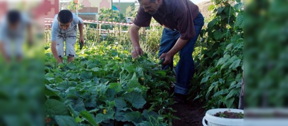 ''Hobi bahçesinde'' hasat zamanı