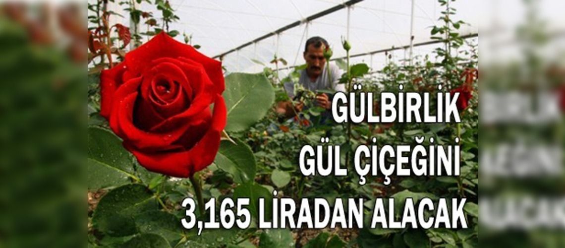 Gül çiçeği alım fiyatları açıklandı 