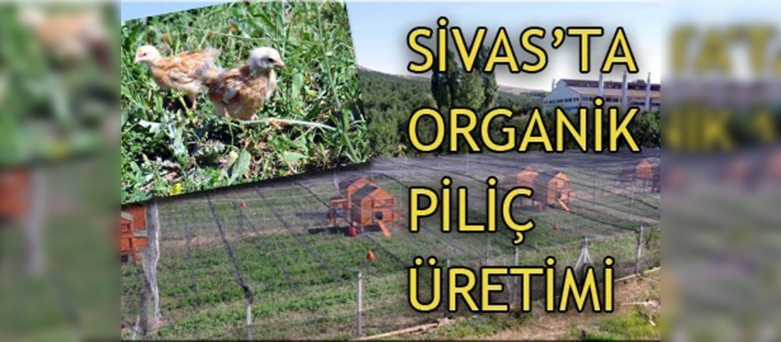 Sivasta organik piliç üretiliyor!