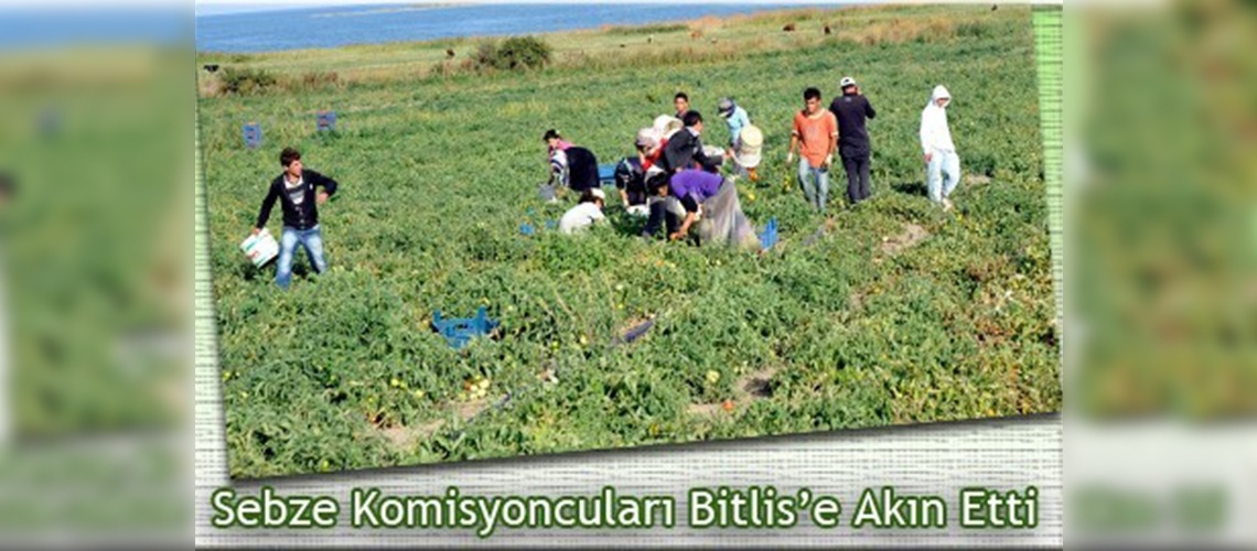 Domatesin yeni üretim merkezi Bitlis