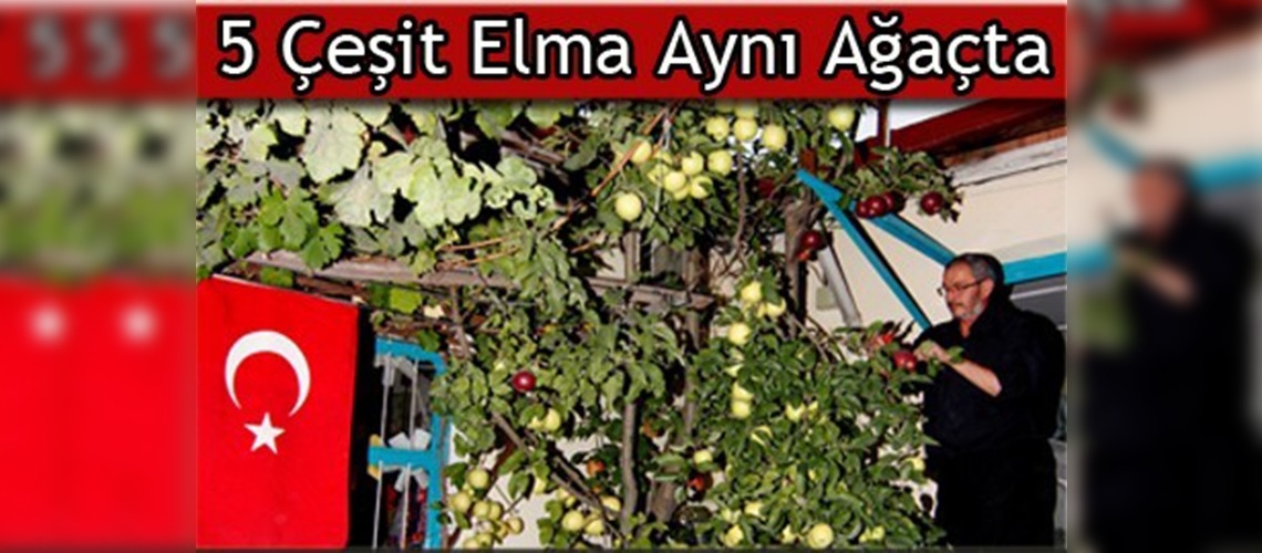 Bir dalda 5 çeşit elma yetiştirdi