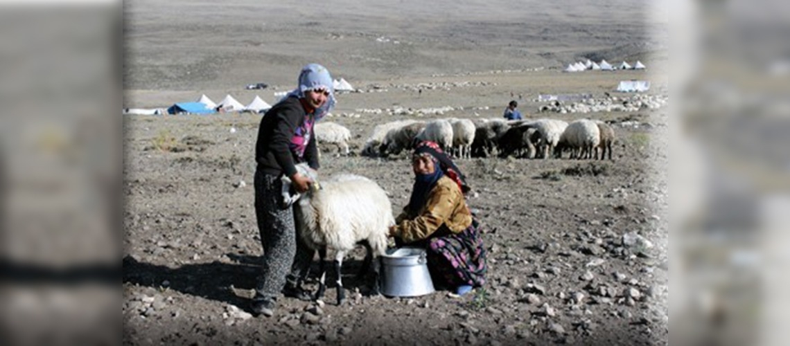 Göçerler 6 ayda 5 yayla değiştiriyor