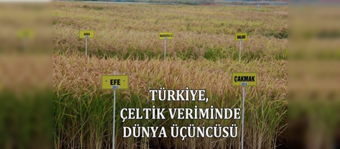 Türkiye, çeltik veriminde dünya üçüncüsü