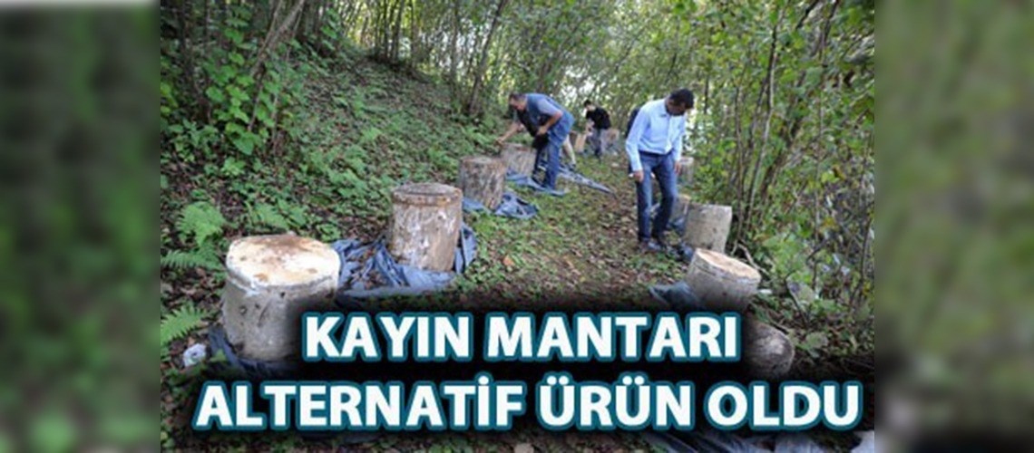 Kayın mantarı alternatif ürün oldu