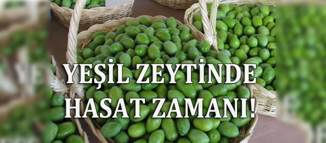 Sofralık yeşil zeytinler hazırlanmaya başlandı