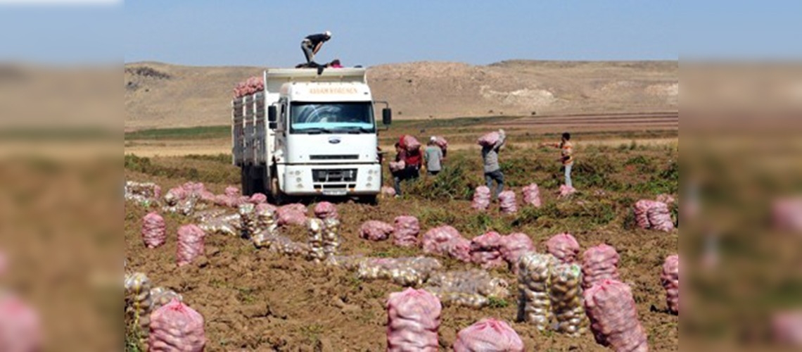 Patates çiftçiye ve işçiye bereket getirdi