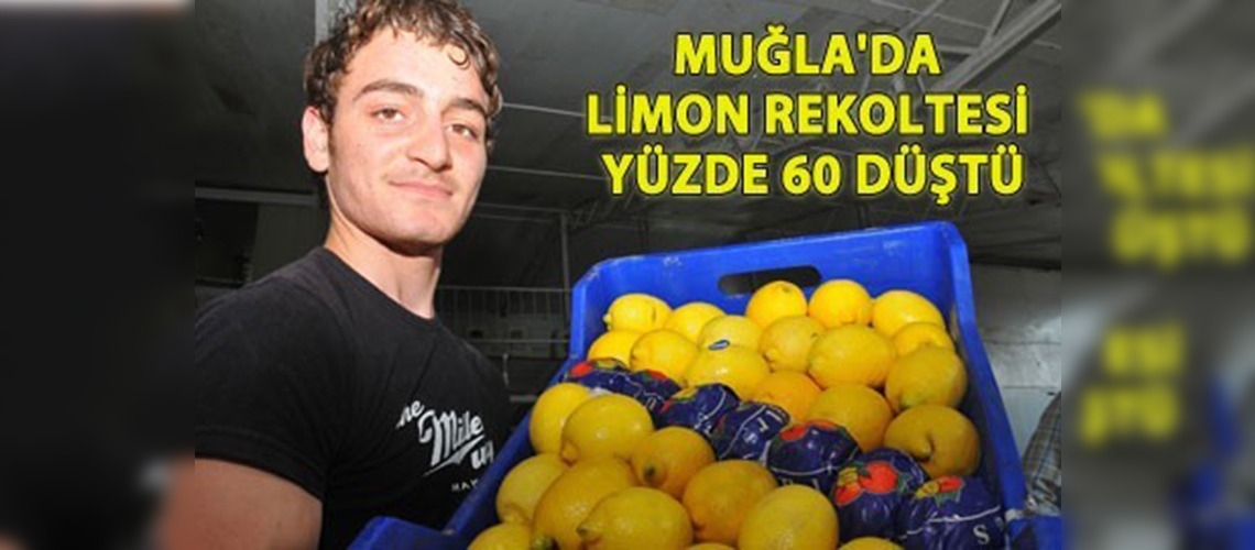 Limon rekoltesinde düşüş