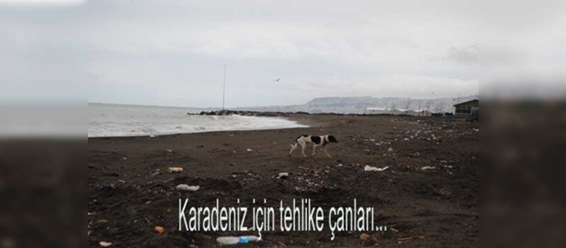 Karadeniz'deki canlı türleri yok oluyor