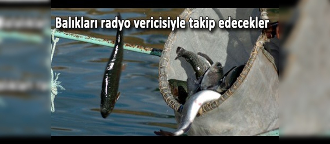 Balıkları radyo vericisiyle takip edecekler