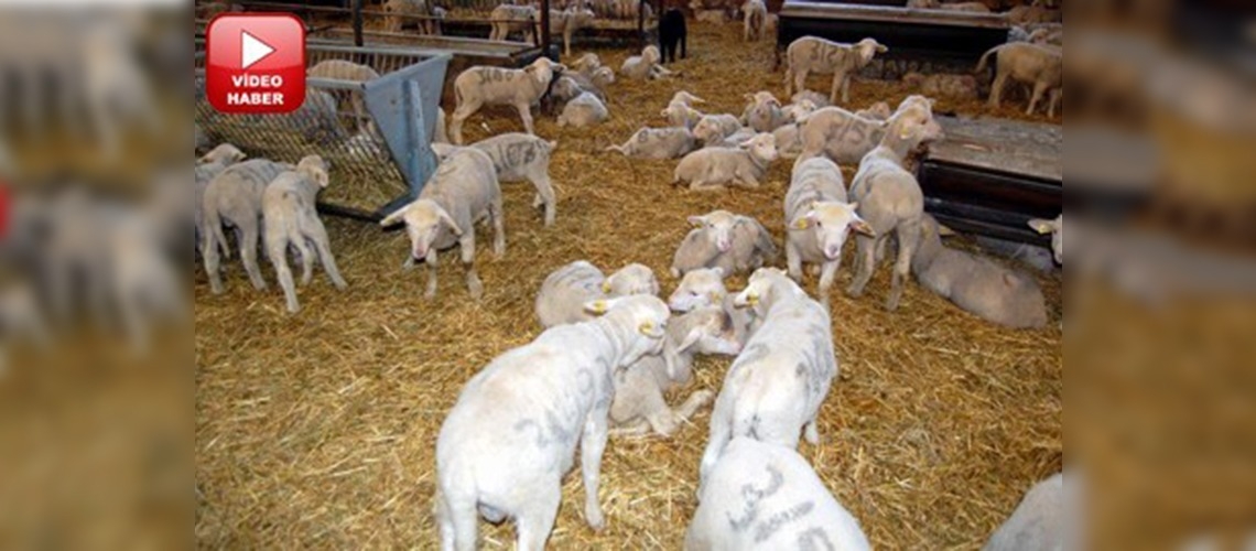 Bandırmada Karacabey Merinos ırkı koyun yetiştiriliyor