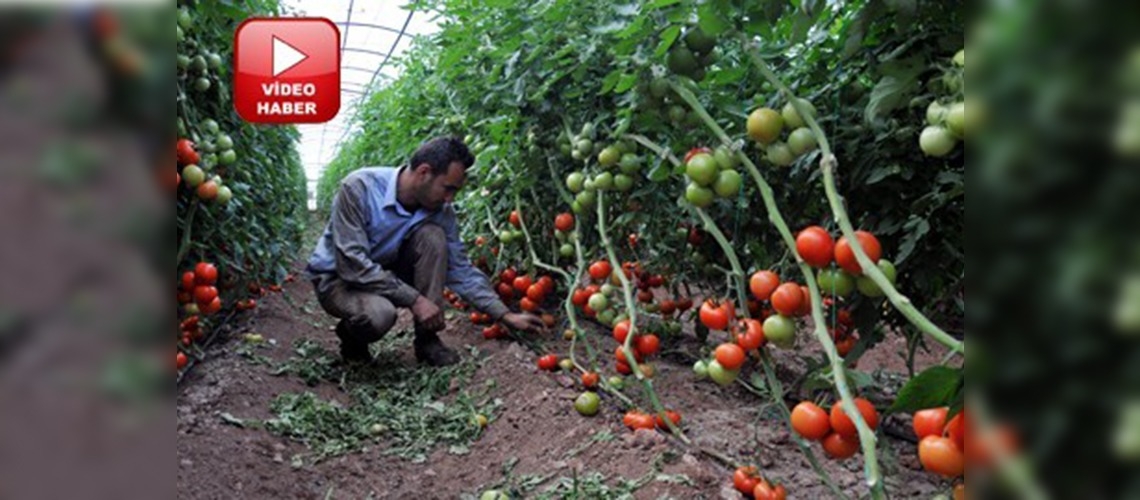 Soğuk havalar sebze fiyatlarını artırdı