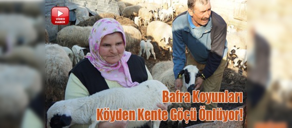 Göçe karşı Bafra Koyunu