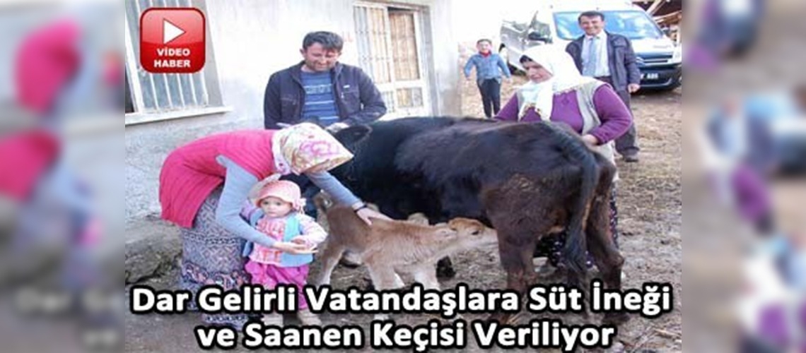 Dar gelirli vatandaşlara süt ineği ve saanen keçisi veriliyor