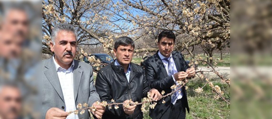 Malatyada kayısı çiçeklerini don vurdu