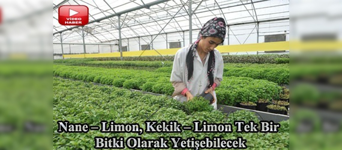 Nane ve limon artık tek bitkide