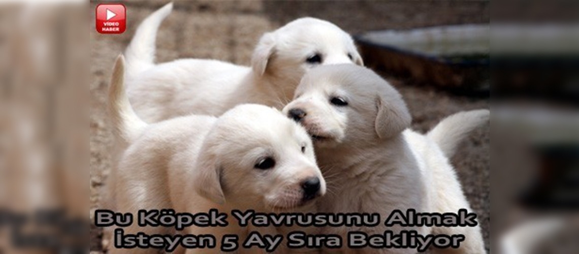 Akbaş çoban köpeklerine yoğun ilgi