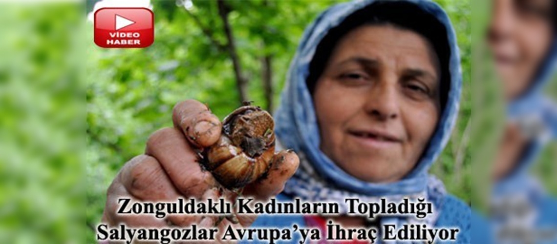 Avrupalılar için salyangoz topluyorlar 