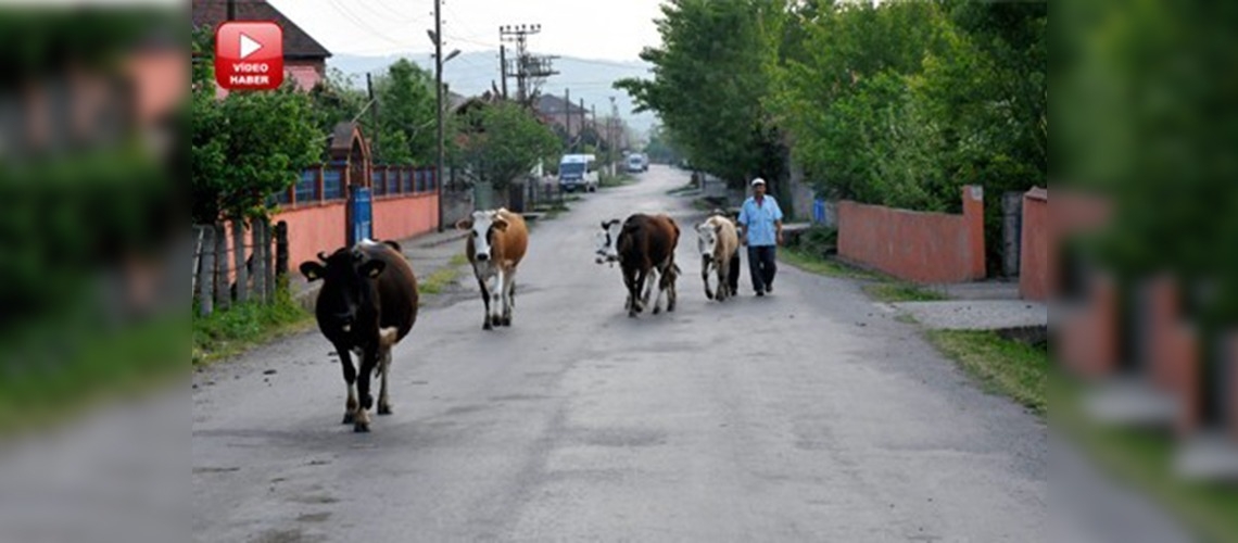 Çaycuma'da büyükbaş hayvanlarda şap alarmı