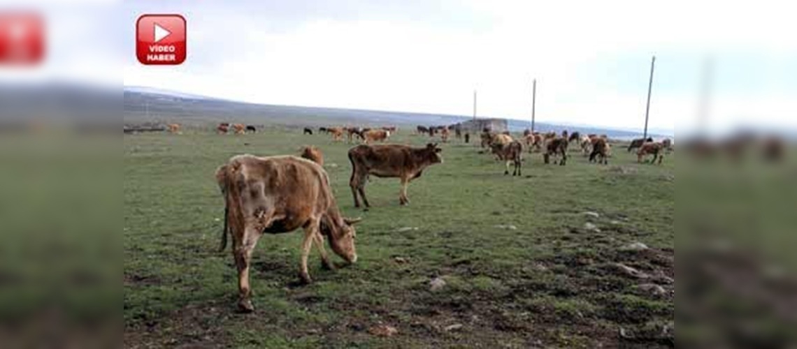 Ardahan ve Karsta  şap karantinası