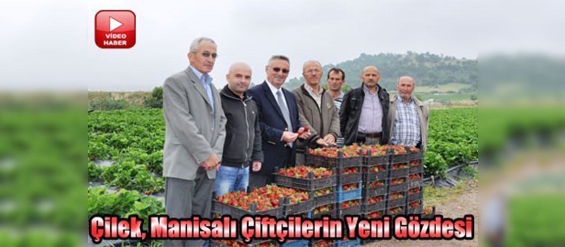 Manisada alternatif ürün; çilek