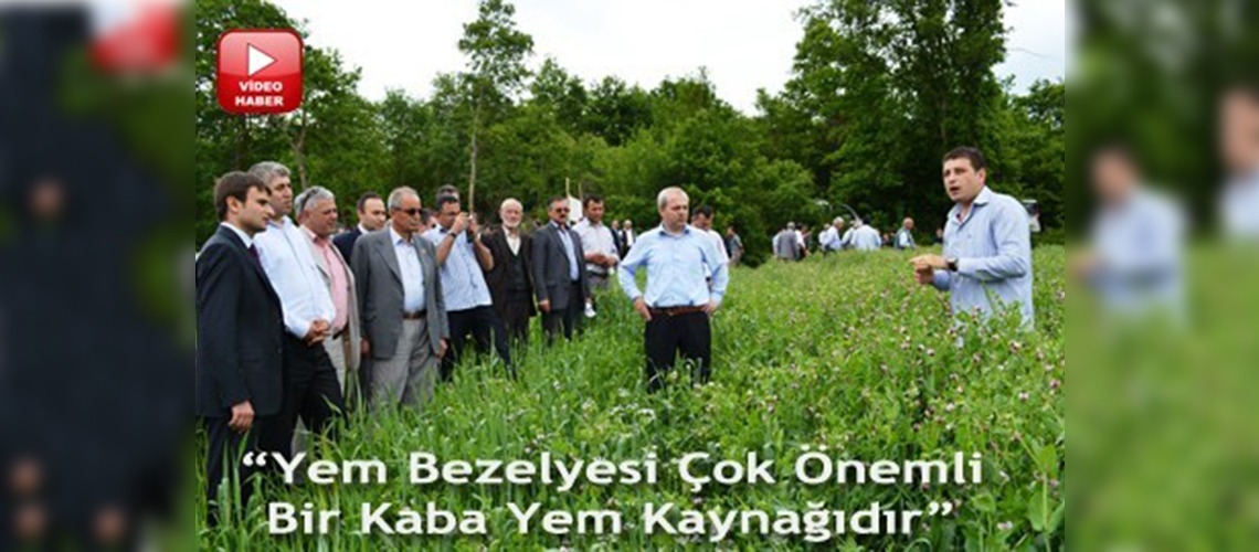 Samsunda yem bezelyesi tarla günü