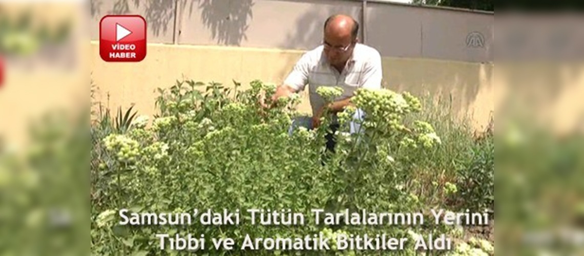 Tütün yerine tıbbi ve aromatik bitki