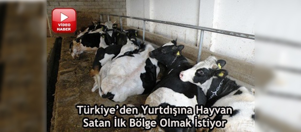 Trakya'dan damızlık düve ihraç edilecek 