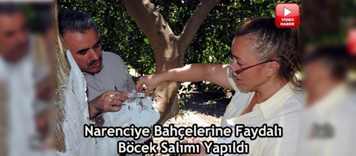 Narenciye bahçelerini 