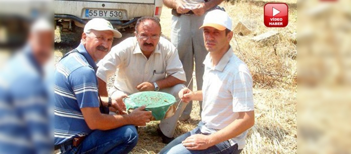 Burhaniyede zeytin sineği sayımına başlandı